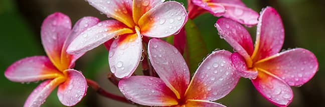 Lei Day