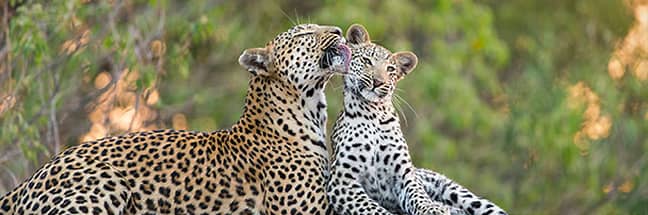 Leopards