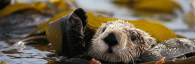 Sea otter