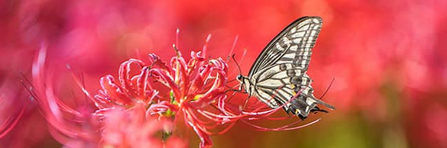 Asian swallowtail