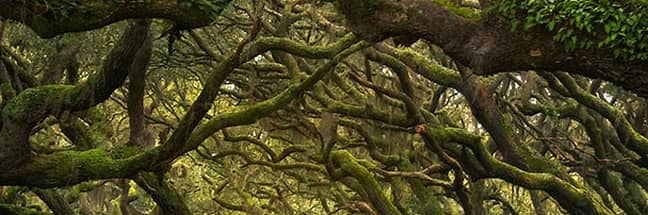 Cumberland Island National Seashore