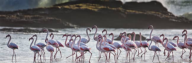 Greater flamingo