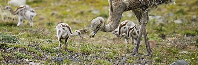 Lesser rhea