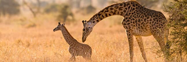 Masai giraffes