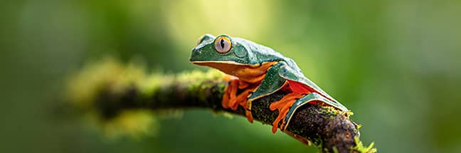 Tree frog