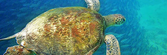 green sea turtle