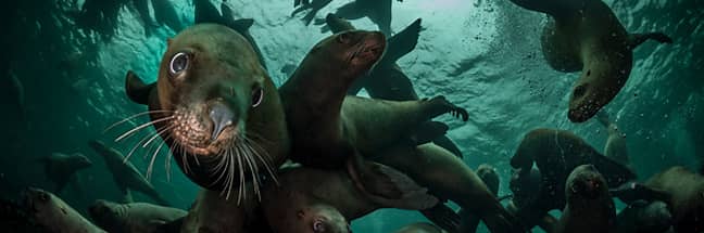 sea lions