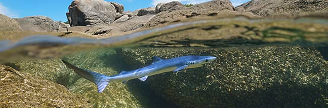 Blue shark