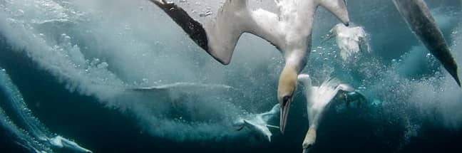 Northern gannets