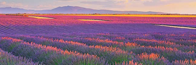 Plateau de Valensole