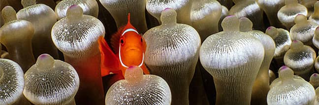 Spine-cheeked anemonefish