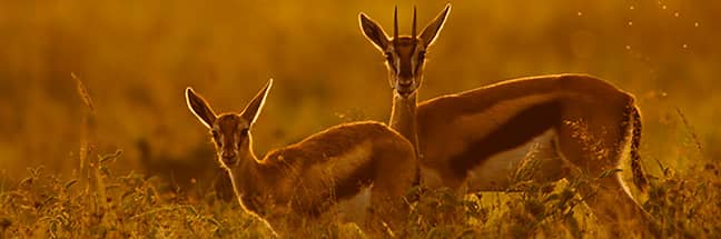 Thomson's gazelle