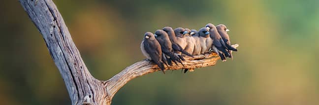 ashy woodswallow